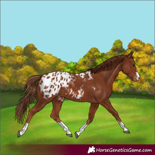 Horse Color:Chestnut Blanket 