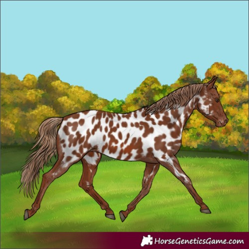 Horse Color:Chestnut Appaloosa 