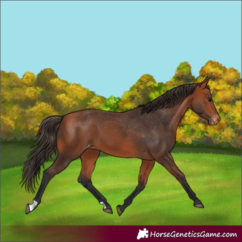 Horse Color:Bay Appaloosa 