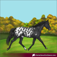 Horse Color:Black Appaloosa 