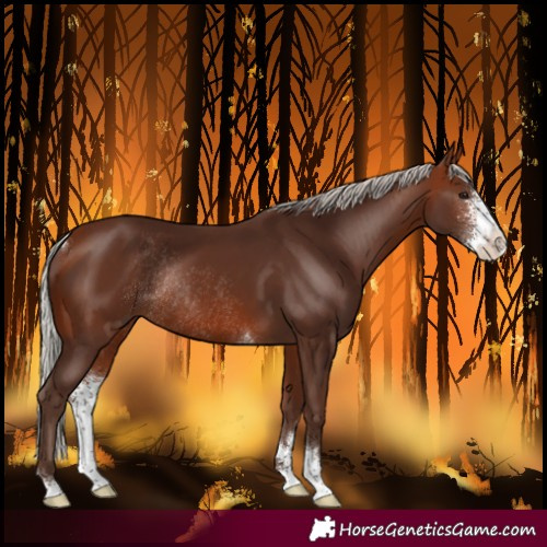 Horse Color:Silver Bay Sabino Rabicano