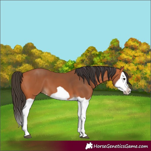 Horse Color:Bay Splash Frame 