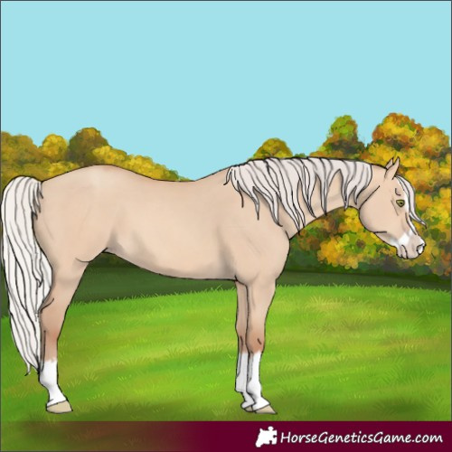 Horse Color:Silver Sable Champagne Dun Splash 