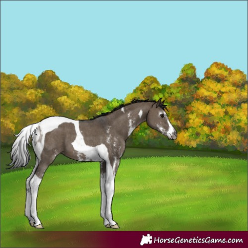 Horse Color:Gray Brown Dun Sabino Tobiano 