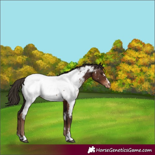 Horse Color:Liver Chestnut Appaloosa 