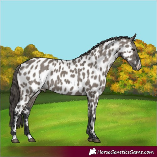 Horse Color:Grullo Appaloosa 