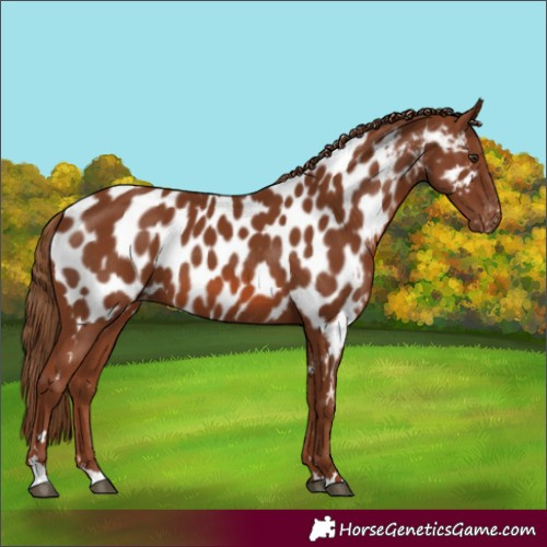 Horse Color:Chestnut Appaloosa