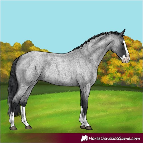 Horse Color:Blue Roan Splash