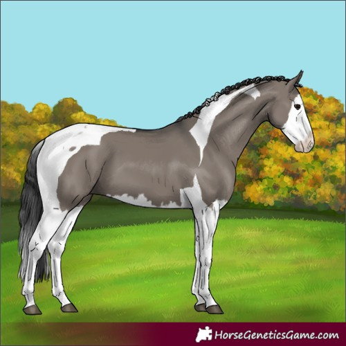 Horse Color:Grullo Splash Tobiano 