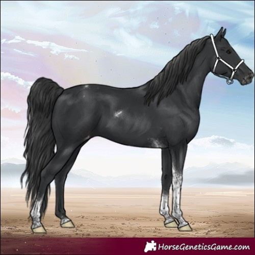 Horse Color:Black Tobiano Appaloosa