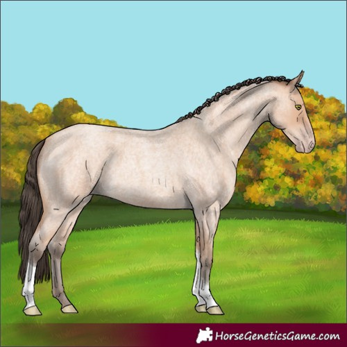 Horse Color:Amber Champagne Roan Tobiano