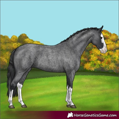 Horse Color:Blue Roan Splash