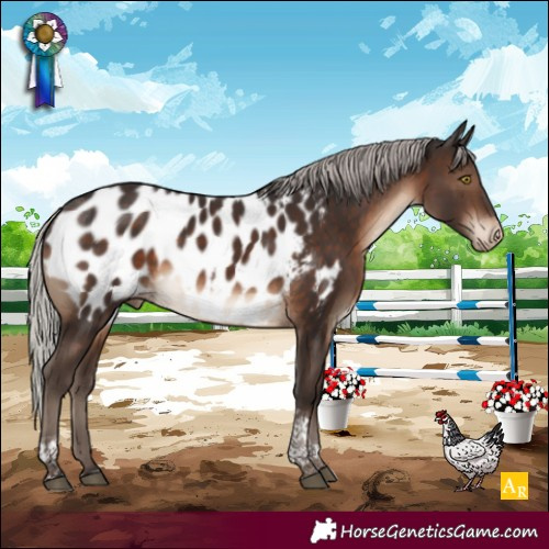 Horse Color:Silver Brown Tobiano Appaloosa 