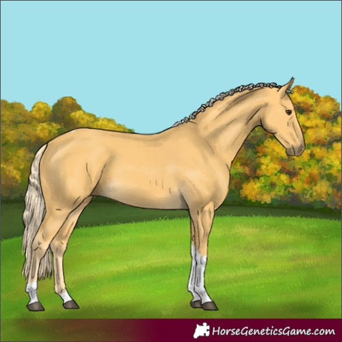 Horse Color:Palomino Tobiano