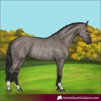 Horse Color:Grullo Rabicano