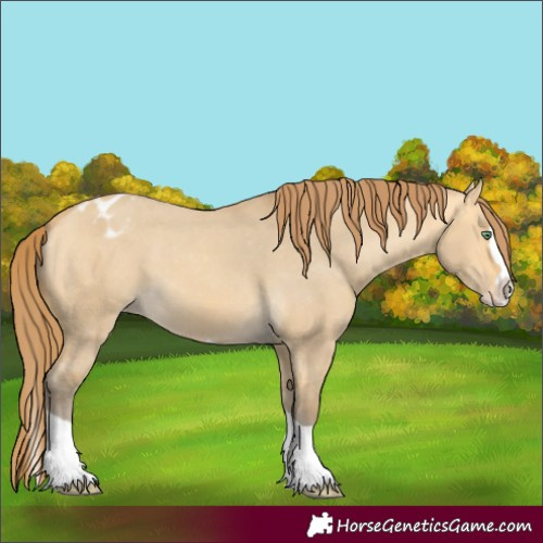 Horse Color:Amber Cream Champagne Dun Splash Tobiano Appaloosa Rabicano