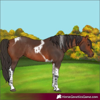 Horse Color:Bay Rabicano and Bay Tobiano Rabicano