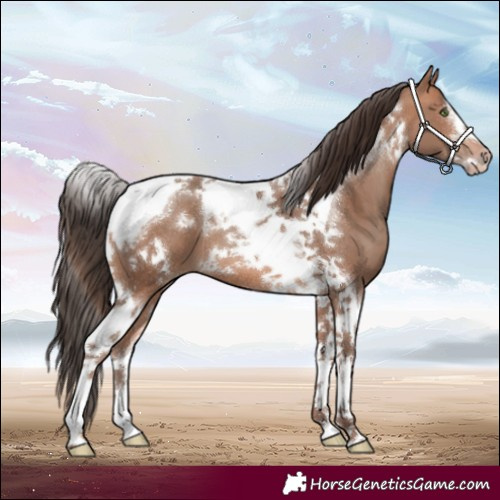 Horse Color:Sable Champagne Tobiano Frame
