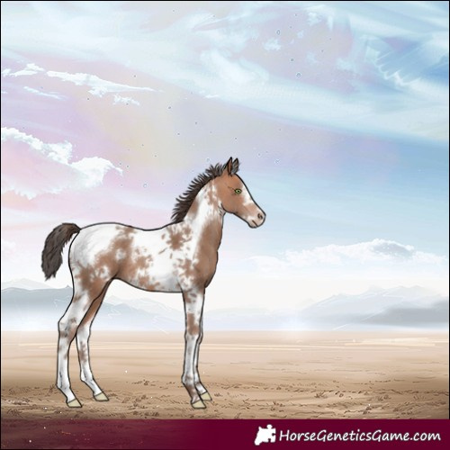 Horse Color:Sable Champagne Tobiano Frame 