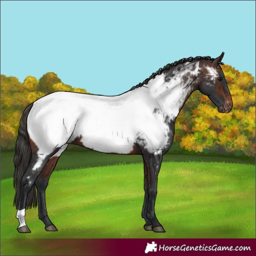 Horse Color:Brown Appaloosa