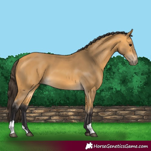 Horse Color:Buckskin 
