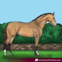 Horse Color:Buckskin 