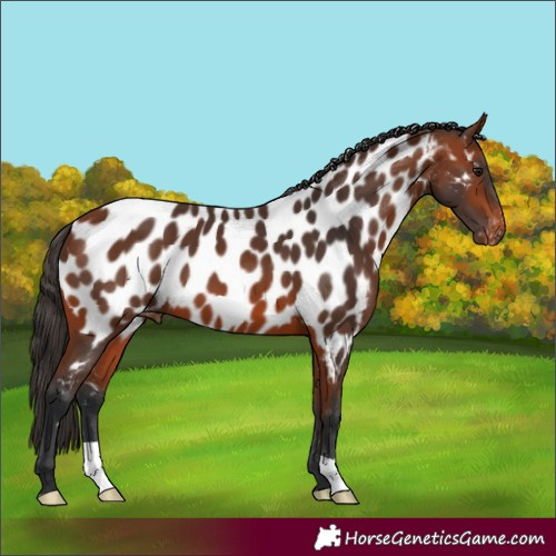 Horse Color:Bay Near Leopard