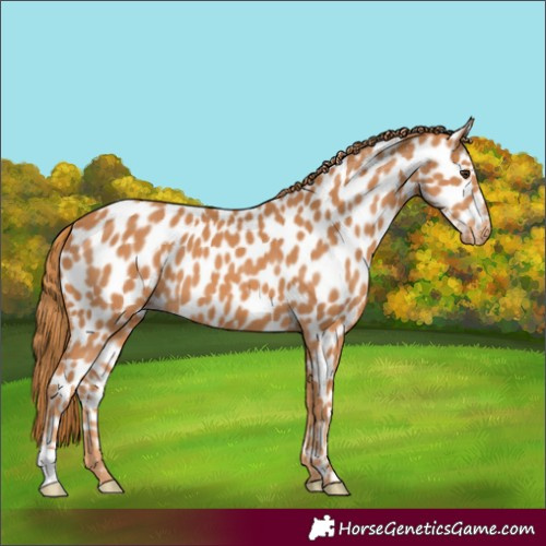 Horse Color:Chestnut Appaloosa 