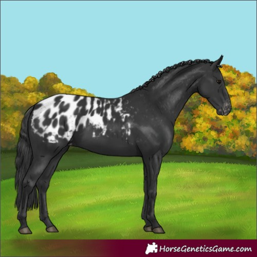 Horse Color:Black Appaloosa 