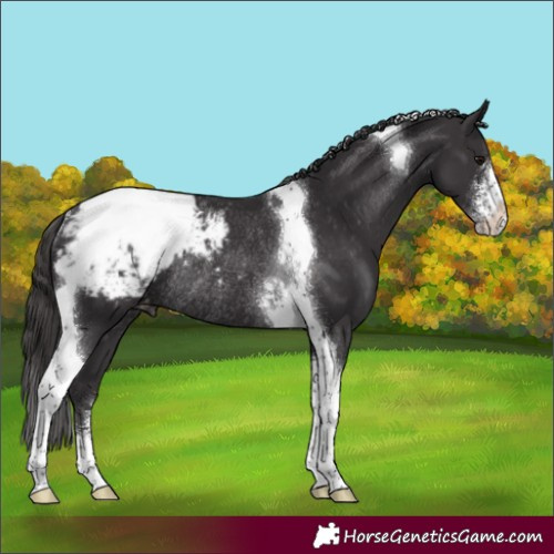 Horse Color:Smoky Black Sabino Tobiano Appaloosa Rabicano