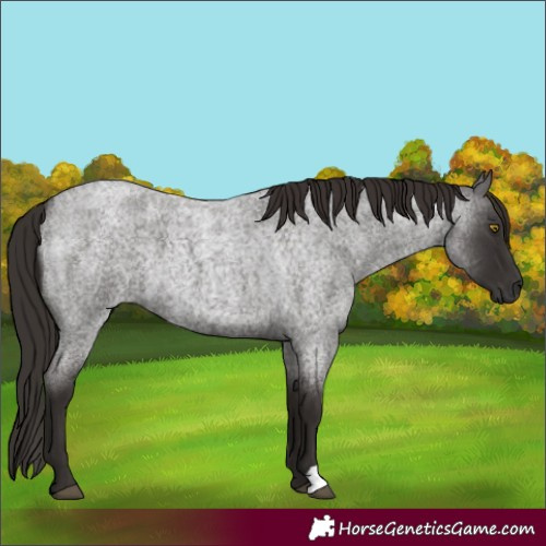 Horse Color:Liver Red Roan
