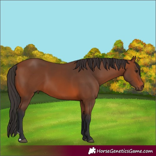 Horse Color:Bay 