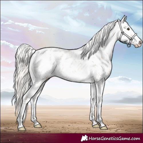 Horse Color:White Spotted Silver Bay Dun Sabino
