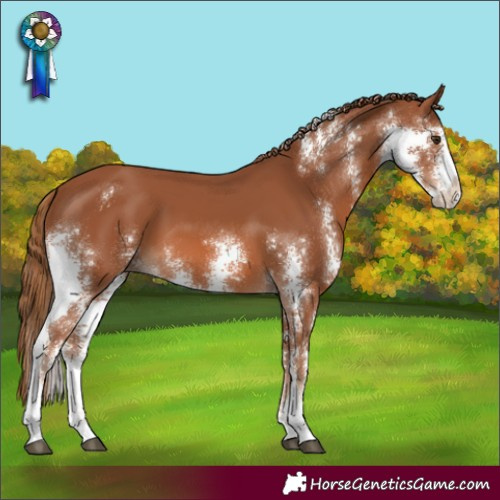 Horse Color:Chestnut Sabino 