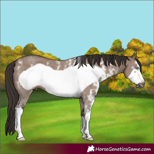 Horse Color:Liver Red Dun Sabino Frame