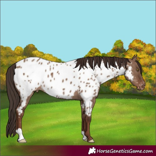 Horse Color:Liver Red Dun Near Leopard Rabicano