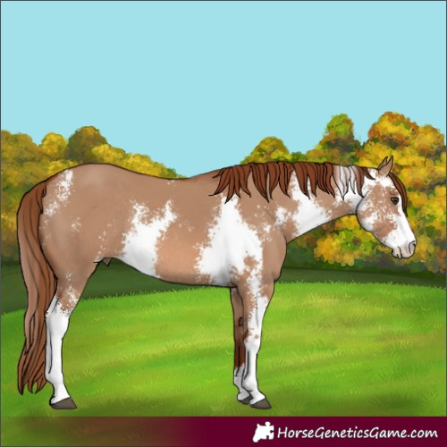Horse Color:Red Dun Sabino Rabicano