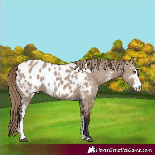 Horse Color:Liver Red Dun Sabino Blanket Rabicano