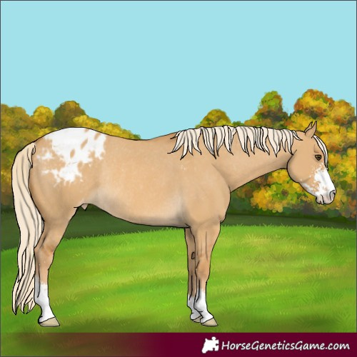 Horse Color:Palomino Dun Sabino Blanket Rabicano 