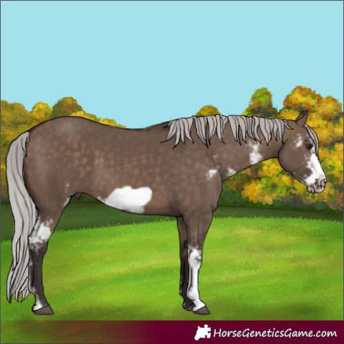 Horse Color:Silver Brown Dun Sabino Frame