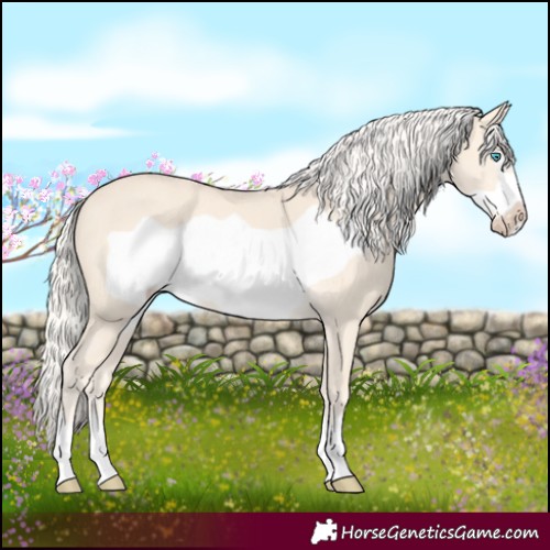 Horse Color:Cremello Frame