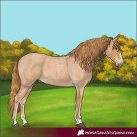 Horse Color:Red Roan 