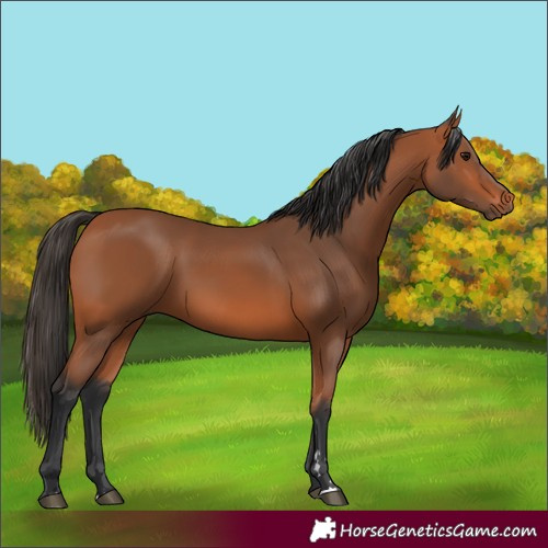 Horse Color:Bay 