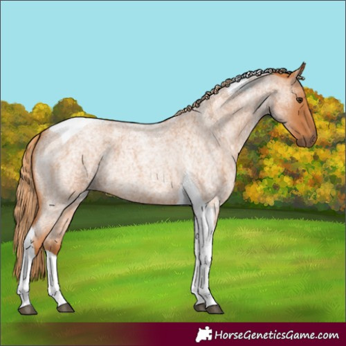 Horse Color:Red Roan Tobiano 