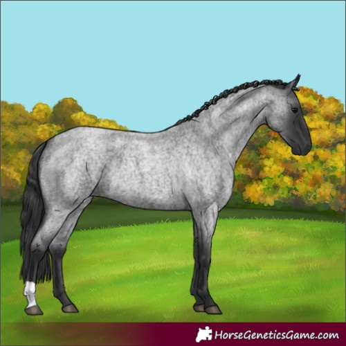 Horse Color:Blue Roan