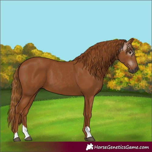 Horse Color:Gray Chestnut