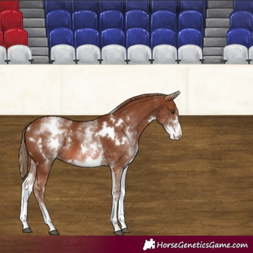 Horse Color:White Spotted Chestnut