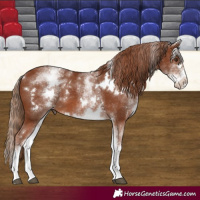 Horse Color:White Spotted Chestnut