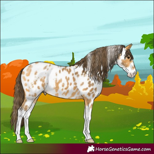 Horse Color:Buckskin Sabino Near Leopard 