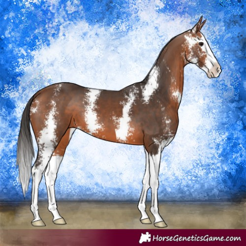 Horse Color:Bay Sabino Splash